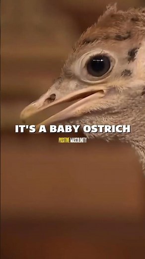 Kevin Hart's CRAZY Ostrich Encounter!