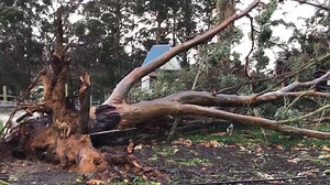 12K views · 264 reactions |  LUCKY ESCAPE  The cute and cuddly animals at Denmark Animal Farm & Pentland Alpaca Stud have survived the storm. "Some rather startled critters when this crashed down at about 9pm last night!" Debbie Maddams said. "Unfortunately the top of the tree landed on our main shed. All the critters are fine though...just some escaped bunnies!" | Albany Advertiser | Facebook