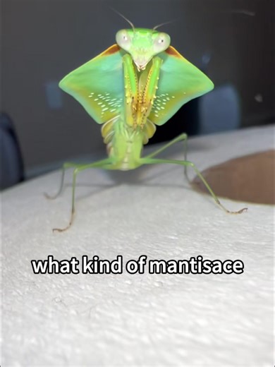 Understanding Different Types of Mantis