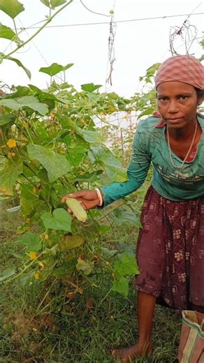 Cucumber Harvesting #shorts