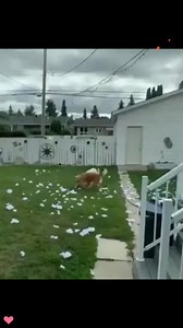 20K views · 128 reactions | Innocent face  | Creature Trending | Facebook