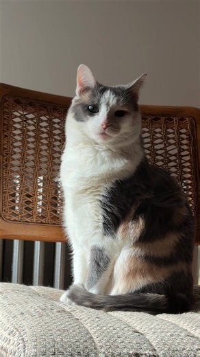 dilute little calico lady #cat | cat