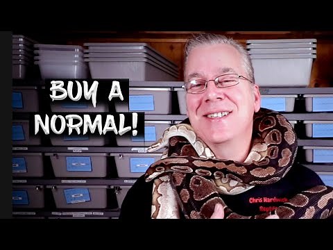 10 Reasons to Buy a Normal (Classic) Ball Python