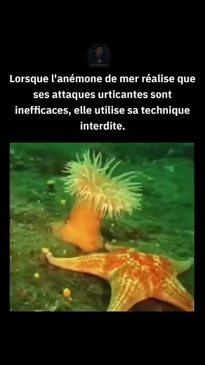 Curionaute | 👇 Comment elles parviennent à s'« échapper » Les anémones de mer peuvent sembler clouées sur place, mais lorsqu'elles sont en réel danger... | Instagram