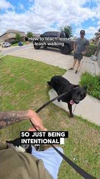 How to teach your dog loose leash walking
