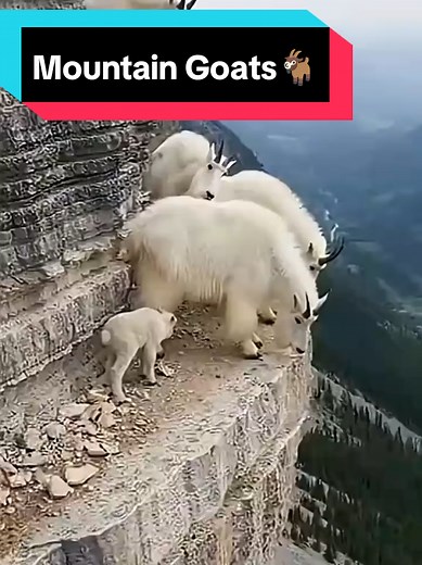 Mountain Goat Grace on the Edge | Life is but a Dream