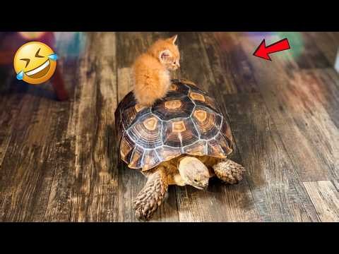 Amazing Turtle Moments That Will Make Your Day