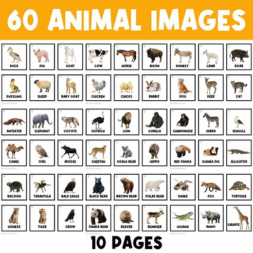 60 ANIMAL CARDS | Farm Animals | Zoo Animals | Wildlife Animals | Animal Activities | Preschool | Kindergarten | Picture Cards | Animals - Etsy