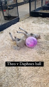353K views · 1.2K reactions | Theo Vs Pink ball : round 87 probably...
