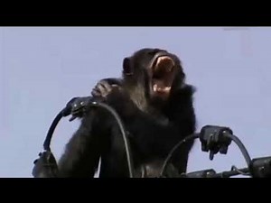 サルは電気に打たされる