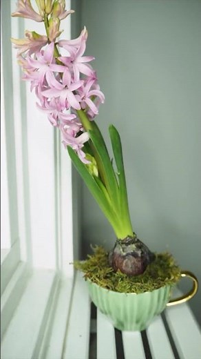 The MOST AESTHETIC timelapse you’ve ever seen 🌸 how to propagate hyacinth #houseplant #plantcare