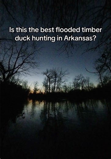The Duck Capital: Epic Flooded Timber Hunting Arkansas
