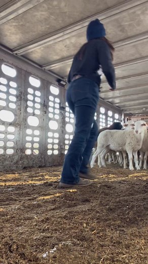 Livestock Trucking: A Day in the Life of a Bull Hauler