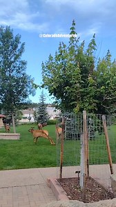52K views · 1K reactions | Here's a cute video from this past summer of elk calves playing in Bond Park in Estes Park Colorado. #elk #BabyAnimals #fypシ #coloradoadventures #foryoupageシ #coloradowildlife #Colorado #estesparkcolorado #EstesPark #WildlifeEncounters | Colorado Adventures | Facebook