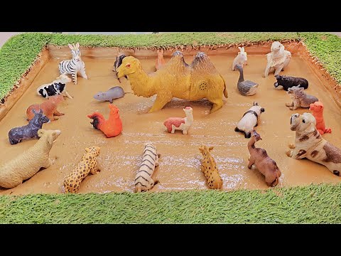 The Amazing World of Domesticated Animals and Their Extraordinary Facts!