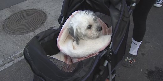 Get free pet vaccines from Arizona Humane Society at 2 Valley locations