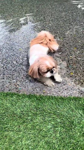 5.4K views · 252 reactions | He loves water | Shih Tzu Corner | Facebook
