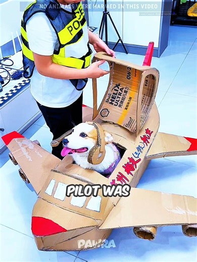 Epic Fail: The Cutest Dog Pilot's First Flight Gone Wrong! 🐶✈️ #usa
