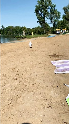 Seagulls Stop It Now