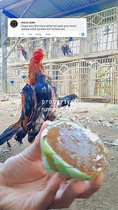 Pemberian gula merah tiap hari untuk ayam? #fyp #tutorial #peternakan | Rumah Hias Farm