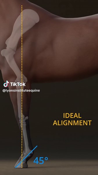 Dive deeper into equine anatomy and learn how different confirmations can influence the effectiveness of your body work in our extensive online course! #equinemassagetherapist #equinebodywork #equestrian #equinemassagetherapy #equineathletes #horselifestyle #horsehealth #equinetherapy #horsetherapy #healthyhorse #equestrianlife #equestrianathletes #horsemassage #equine #horses #fyp