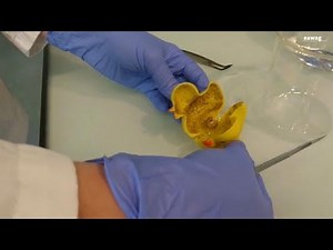 Hidden horrors of rubber ducks