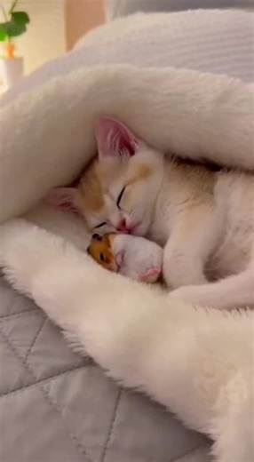 仲良くねむるハムスターと猫 #可愛い #癒し動画 #癒し #猫#ハムスター
