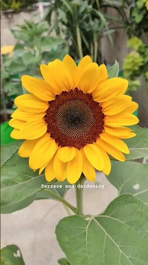 Growing Sunflowers: When to Plant and How to Grow Sunflowers #gardening #flower #terrecegardening