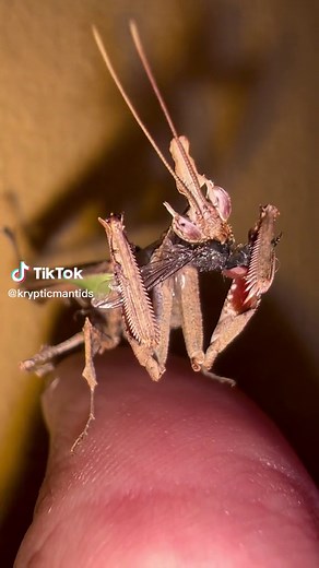 Peruvian Dragon Mantis: Stunning Nature Photography
