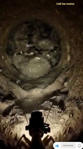 Dive into the hidden underground world of termites through a unique body-mounted POV camera! 🐜