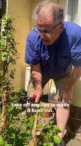 12K views · 1K reactions | How to cut any dead and new tips to make a plant fresh and bushy again (hardy Fuchsia)#gardentipsforbeginners #gardening #plants | Dave The Plantman | Facebook