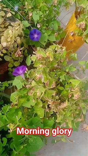 Morning glory 🌱#shortvideo