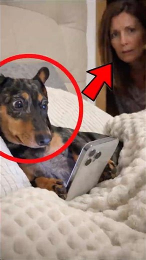 Dog Caught Using Phone at Night 😱