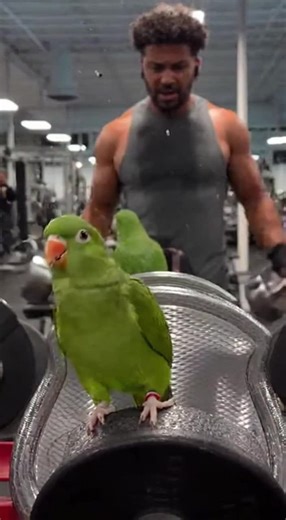 “Polly’s world — where every chirp matters!”🦜 @Polly the Parrot @Polly the Parrot @Polly the Parrot #BirdTok #ParrotLife #AnimalLovers #SmartBird #ViralPet