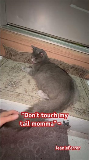 “Don’t touch my tail momma” - 🐈‍⬛