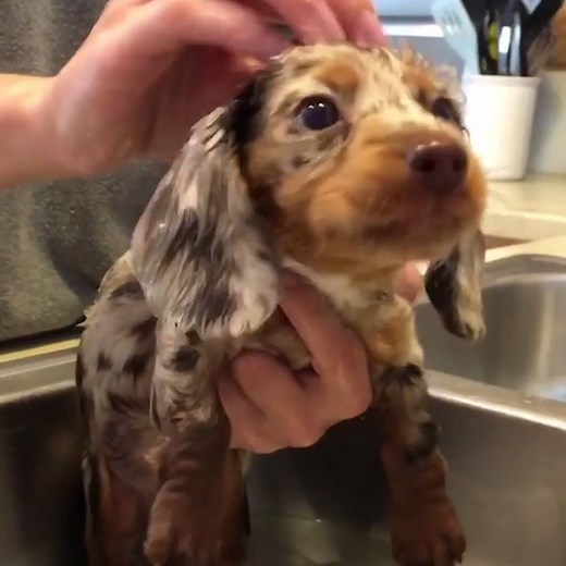 14M views · 96K reactions | Just a sausage dog pup enjoying his first bath  | LADbible | Facebook