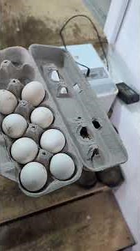 Breeding and Hatching Ayam Cemani's #chickens #chickens