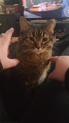 strumming whiskers #catsoftiktok #peanut #socute #shenanigans