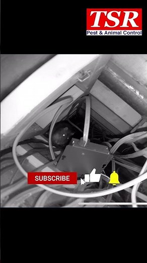 This Rat Could Burn the House Down… Hidden Fire Hazard in Your Ceiling