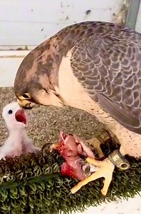 1.9K views · 21 reactions | Eagle feeding it's baby. | Real Animal World | Facebook
