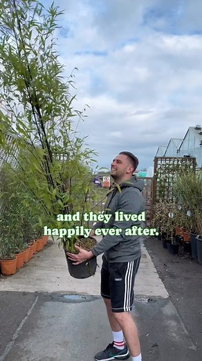 What plant have you regretted buying? 🫣 Happy Anniversary Black Bamboo! 🖤💚 I’d wanted some for ages! I’d been sensible, but enough was enough, the connection was too much! I needed her! Luckily she was still there! We just celebrated a year together and life is good! 💚 #gardening #mygarden #bamboo #gardenersworld #spring | Green Fingered City Boy