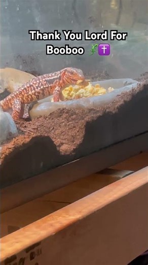 Red tegu eating eggs