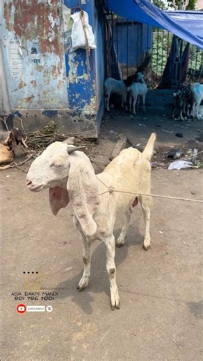 Beetal Female Goat ‪@AsiaBakriMandi‬ #trending #shorts