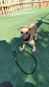 11K views · 135 reactions | Take a look beautiful Nilla who has been with me for a week for puppy training and socialisation. She is completely comfortable with my pack including big Bear. Take a look at her listening skills. | Sydney Dog Behaviourist - George Tran | Facebook