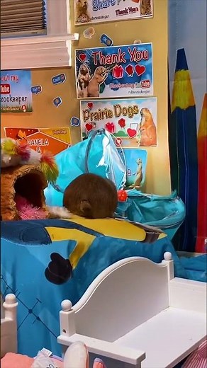 Have you ever seen prairie dogs this cute and curious? 🐾🌾