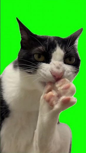 Cat cleaning himself Green Screen Meme