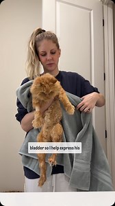 Cappy's adoption story 🩵 #rescuecat #cutecat #specialbond #adoptionstory #intro | Katie Beth Miedaner