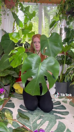 Plants that made their way to my home in Jan and Feb! You can watch the full haul on my YouTube: DestinationKat #plants #redhead #philodendron #monstera #haul