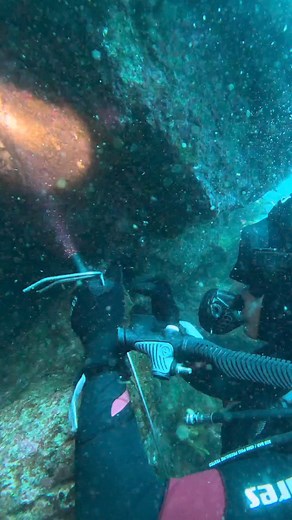 115K views · 904 reactions | This is how we gently grab a Crayfish (Lobster) from it's cave. This big Female has Eggs so we let her go. The tool has blunt ends and makes no damage. Before the comments flood in from the experts. He can't see the tail curled from the cave entrance. #scuba #sealife #underwaterphotography #underwaterworld #dive #diving #lobster #Crayfish #fishing #seafood #newzealand | Kiwidad Adventures | Facebook