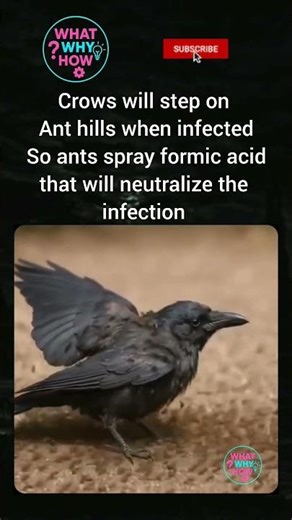 How crows use angry ants 🤯😱 | What Why How #facts #shorts